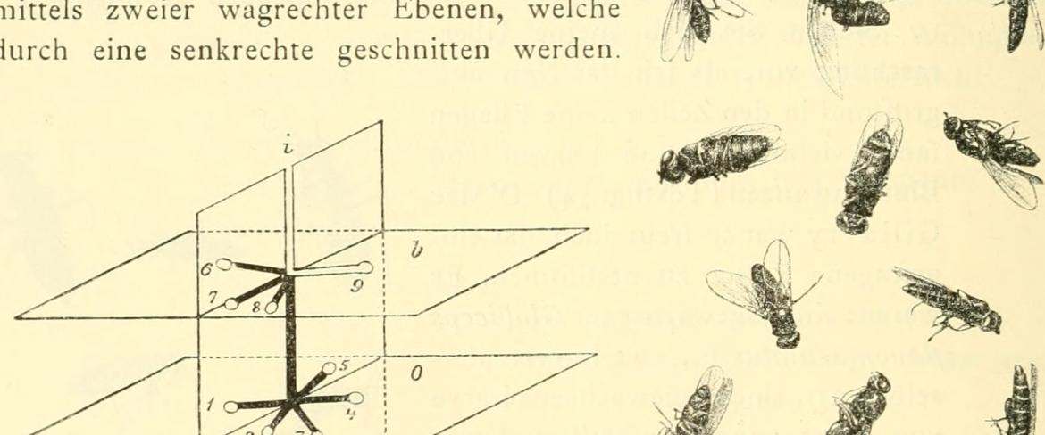 Image from page 459 of "Annalen des Naturhistorischen Museums in Wien" (1915)